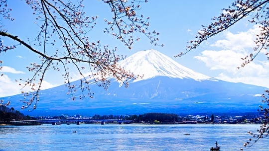 ホテル経営の中国籍４人「富士山が見えない」隣家の樹木２３本を無断伐採、器物損壊容疑で逮捕