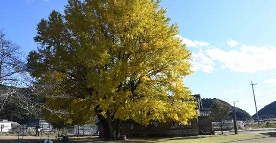 【悲報】 報道ステーション「特別な許可を得て撮影しています」ドローンが暴走し樹齢４００年の大銀杏に激突、墜落・・・