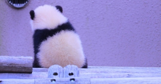 【ｗ】 東京都、パンダ希望せず 日テレ「都や関係者を取材する中で新たなパンダの貸与を望むような発言をする人はいなかった」日本パンダ保護協会...